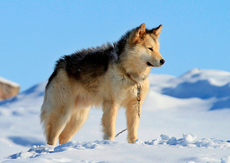 raza de perro de Groenlandia