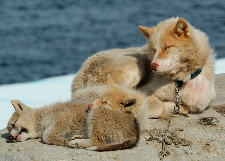 perro de Groenlandia con cachorros