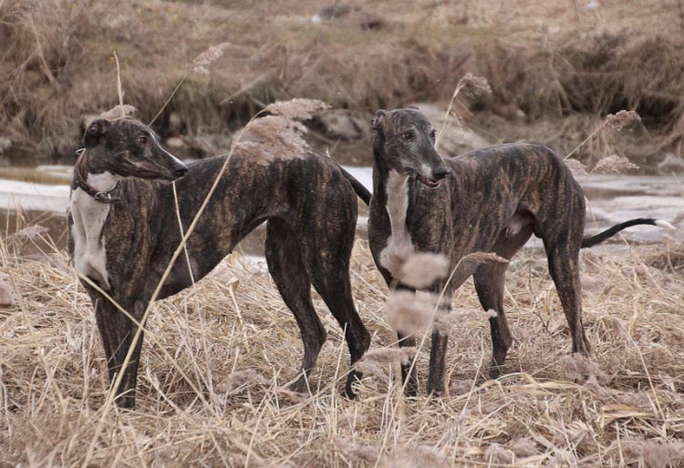 dos galgos