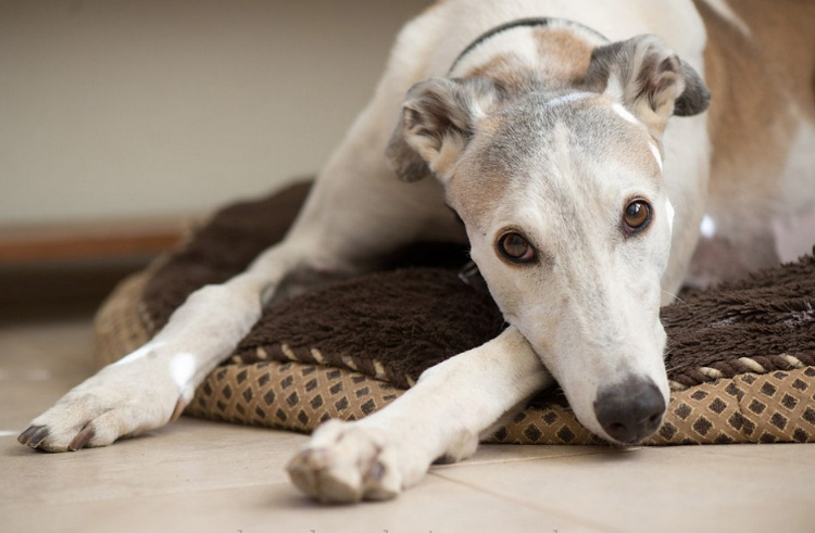 El Greyhound en el apartamento