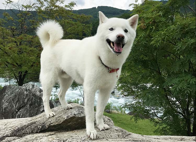 Raza japonesa Hokkaido