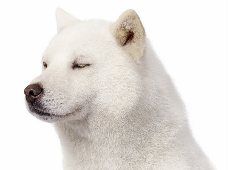 perro de raza Hokkaido