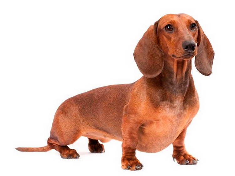 Teckel miniatura raza de perro