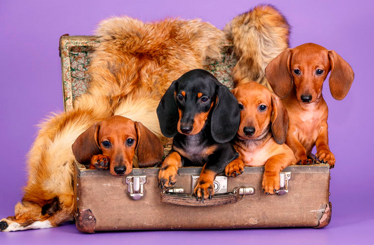 cachorros de teckel miniatura