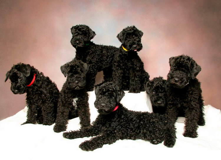 cachorros de raza Kerry Blue Terrier