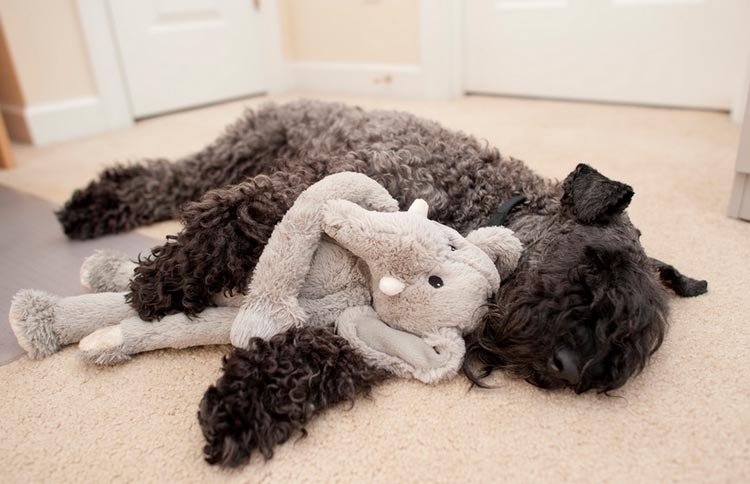 El Kerry Blue Terrier duerme con un juguete.