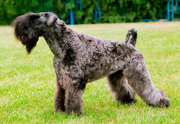 raza de perros Kerry Blue Terrier