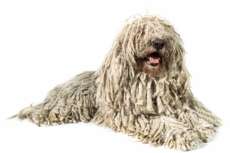 raza canina Komondor