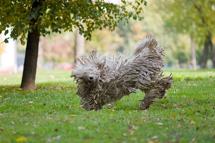 Komondor saltando