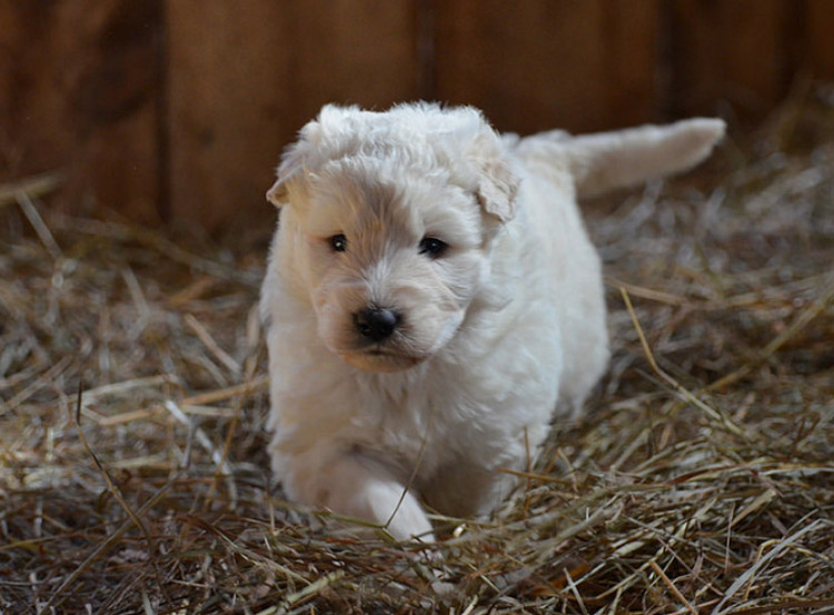 cachorro de la raza komondor