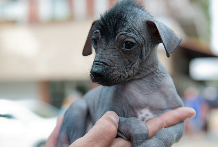 Cachorro de perro sin pelo mexicano