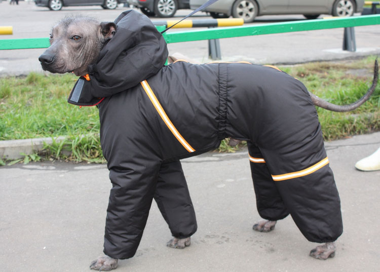 Mono para perro mexicano sin pelo