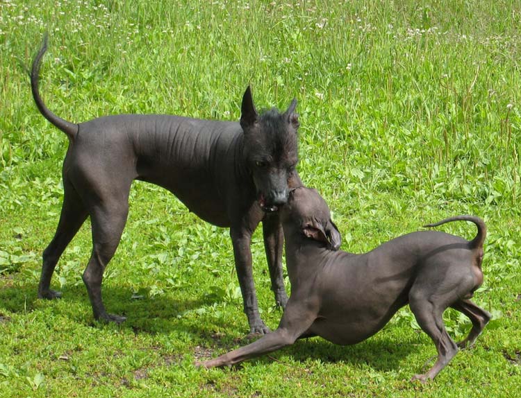 perros de la raza xoloitzcuintle