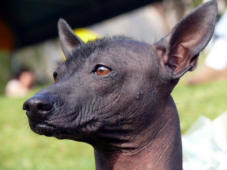 Foto del perro mexicano sin pelo
