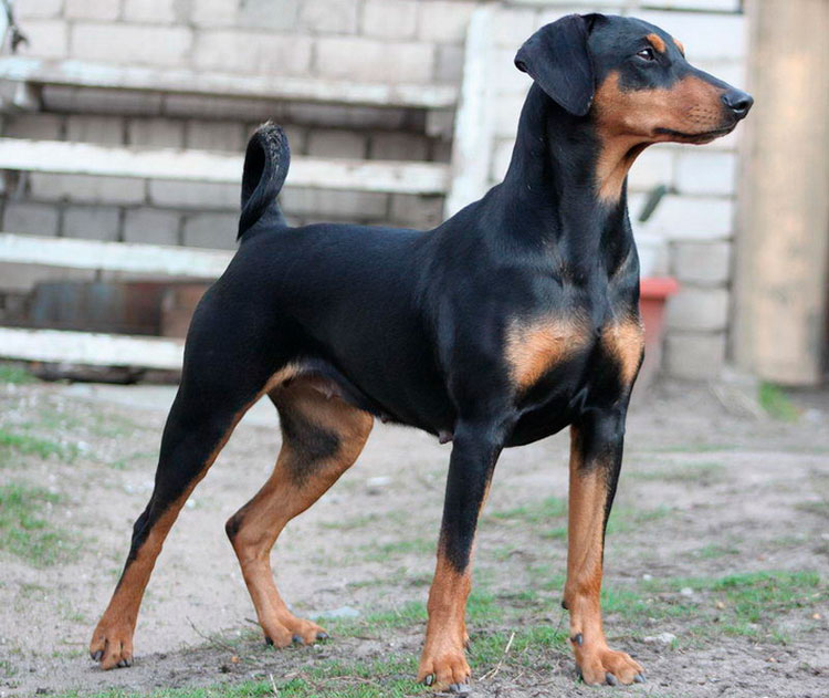 raza de perro Pinscher alemán