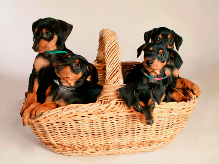 cachorros de la raza Pinscher alemán
