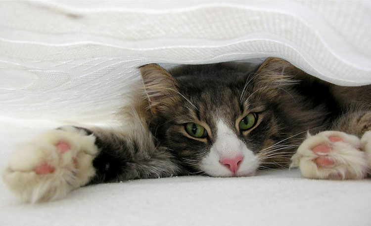 Foto de un gato del bosque noruego