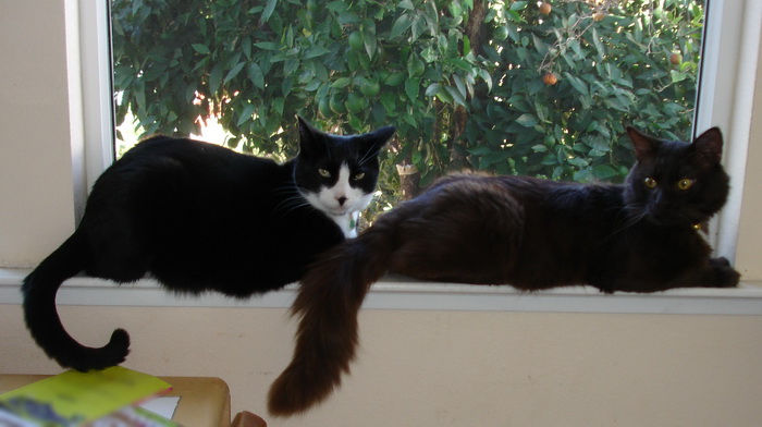 gato chocolate de York y gato doméstico