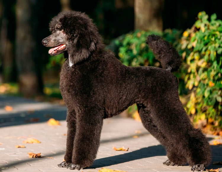 foto de caniche