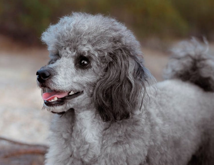 carácter del caniche