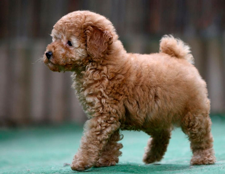 cachorro de caniche