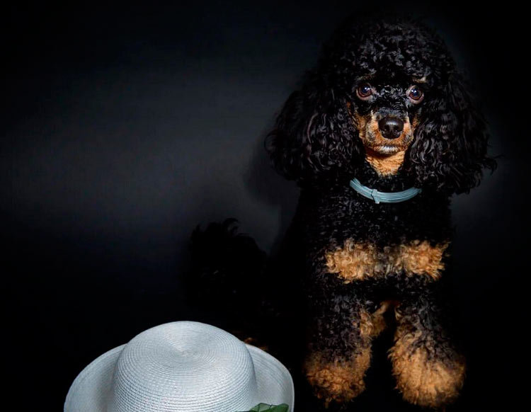 Foto de caniche fantasma