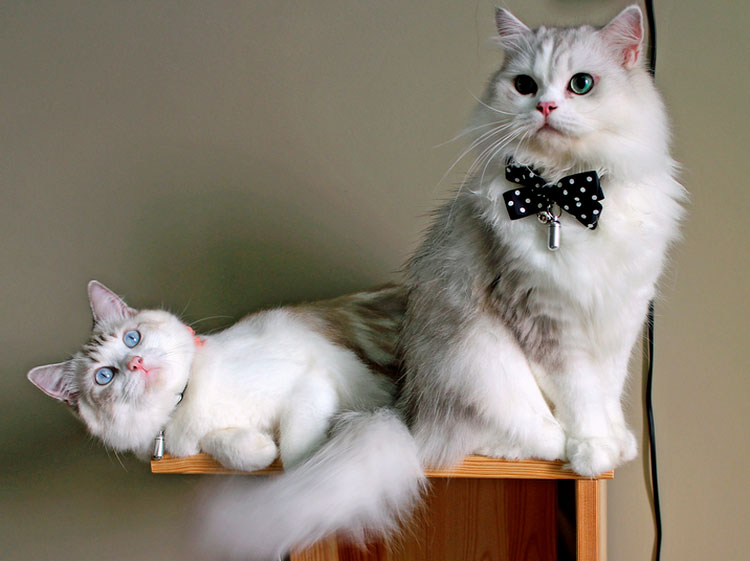 gata y gato ragamuffin
