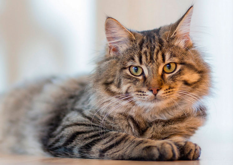 raza de gato ragamuffin