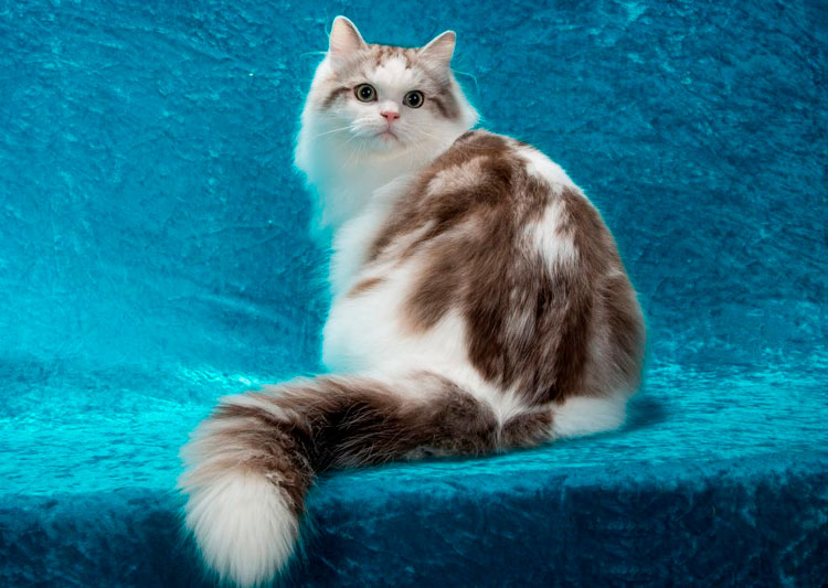 Exposición de gatos Ragamuffin