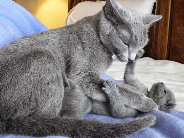 gato y gatito de la raza Korat