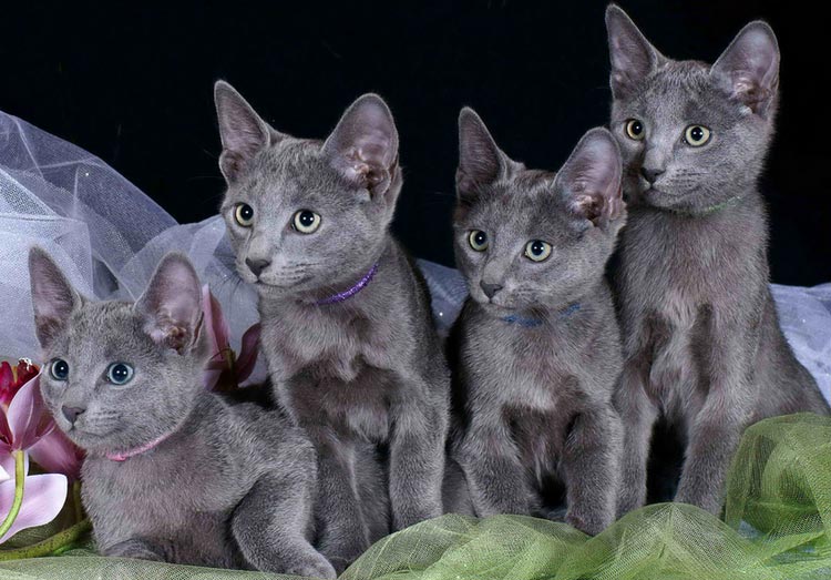 gatitos de la raza azul ruso
