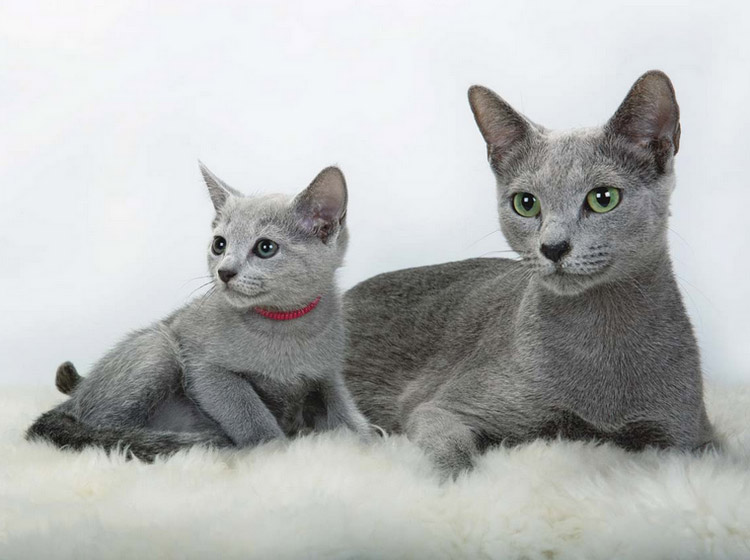 gato azul ruso