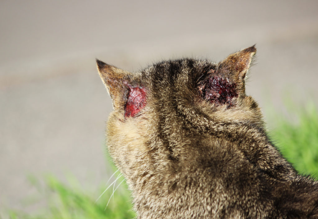 Parásito en gatos - Scabies