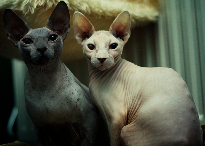 Don Sphynx en foto