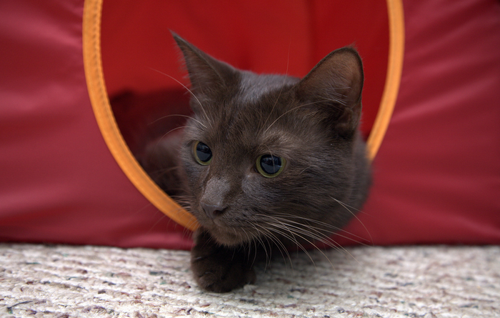 foto de gato chocolate de York