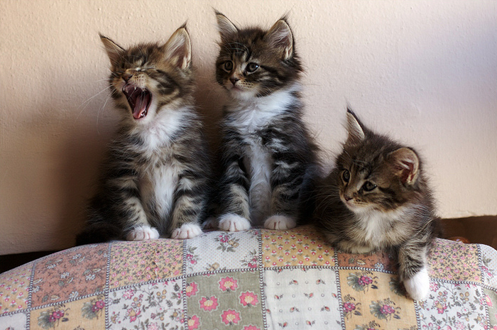 gatitos de la raza Maine Coon