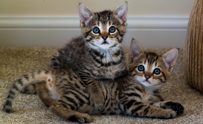 gatitos bengalíes