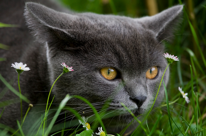 gata británica en la hierba