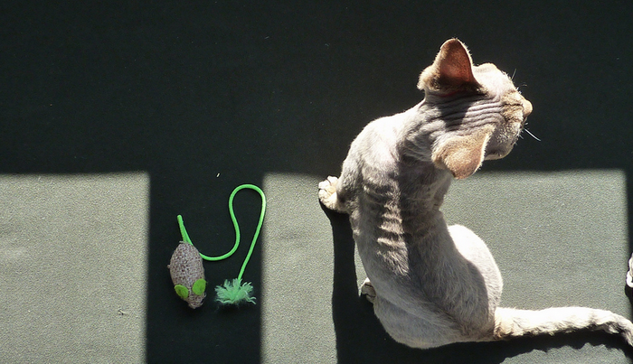 Devon Rex vista superior