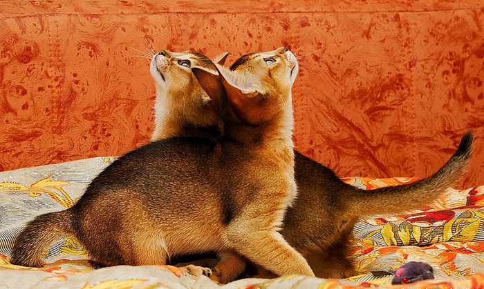 gatitos abisinios