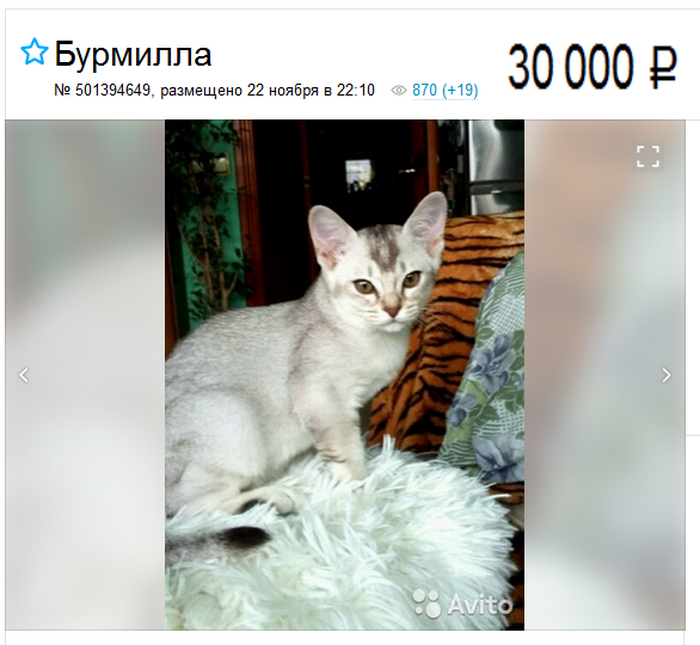 precio de un gatito burmilla