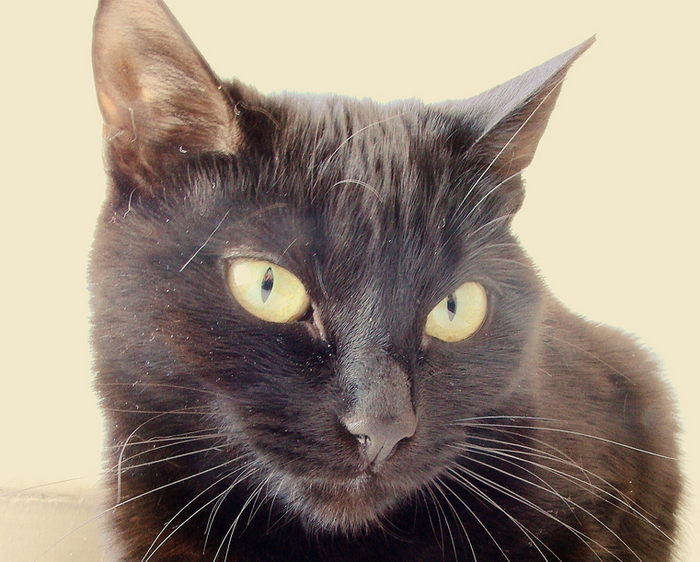 gato chocolate de York en primer plano