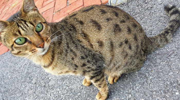 foto de gata californiana brillante en la calle
