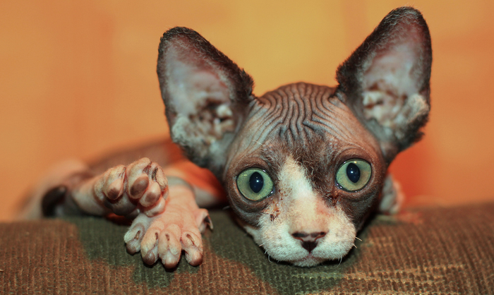 Primer plano de un sphynx canadiense