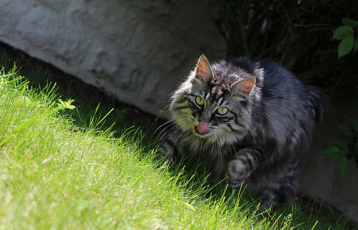 Bobtail de Kuril en la hierba