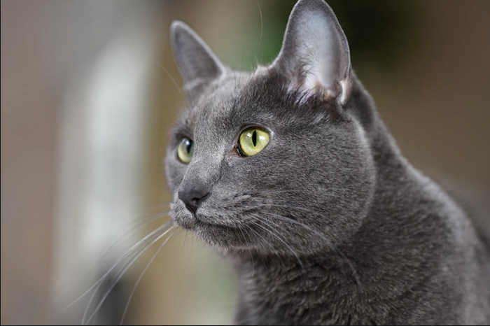 raza de gatos Korat