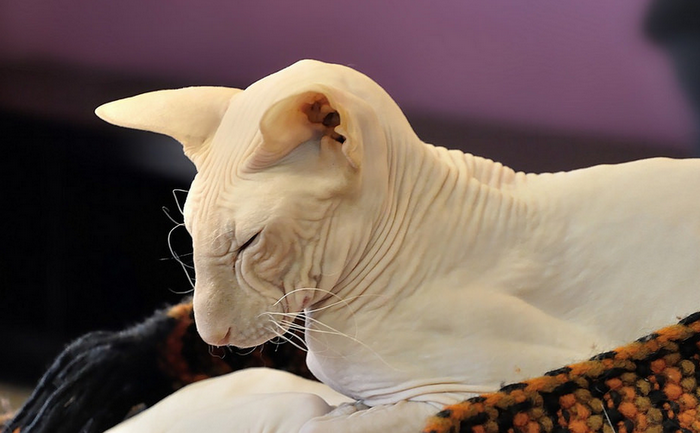 Don Sphynx durmiendo
