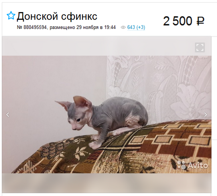 gatito del Don Sphynx