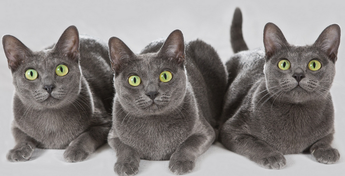 3 gatos de raza Korat