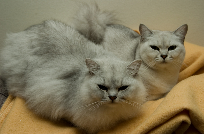 burmilla gato de pelo largo